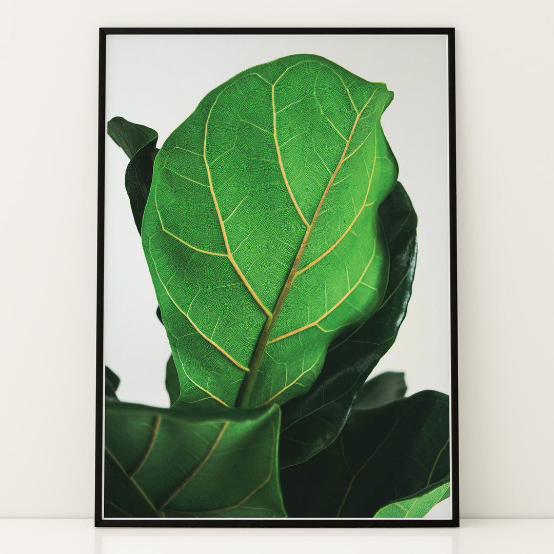 Grøn Vægkunst | Realistiske plante plakater til indretning | Plakat med grønne planter, botanisk kunst og naturplanter, ideel til at tilføje et organisk og livligt præg til dit hjem.