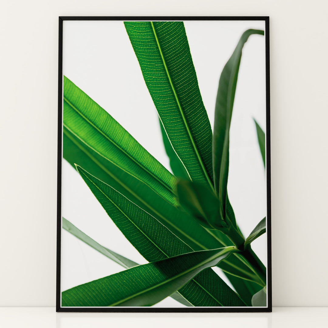 Plantemotiver | Unikke plante illustrationer print til dit hjem | Plakat med grønne planter, botanisk kunst og naturplanter, ideel til at tilføje et organisk og livligt præg til dit hjem.