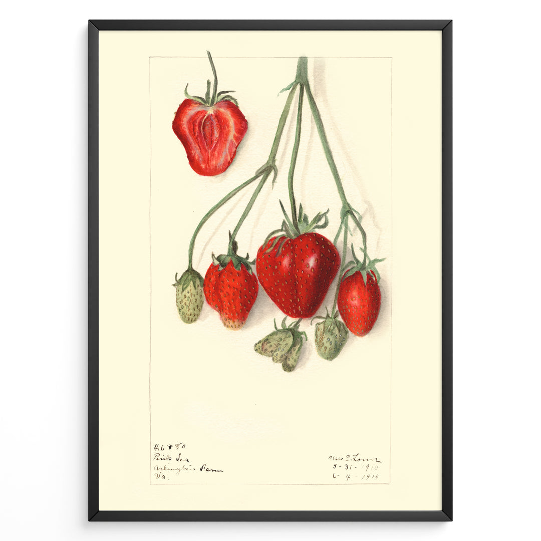 Vintage botanical strawberry illustration with detailed red and green strawberries on stems, drawn on a cream background in a black frame.
