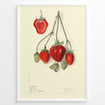 Indlæs billede til gallerivisning Vintage botanical strawberry illustration with detailed red and green strawberries on stems, drawn on a cream background in a white frame.
