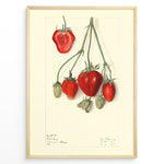 Indlæs billede til gallerivisning Vintage botanical strawberry illustration with detailed red and green strawberries on stems, drawn on a cream background in a golden frame.
