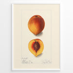 Indlæs billede til gallerivisning Vintage botanical peach illustration showing a whole and half-cut peach with a visible pit on a cream background in a white frame.
