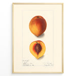 Indlæs billede til gallerivisning Vintage botanical peach illustration showing a whole and half-cut peach with a visible pit on a cream background in a golden frame.
