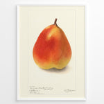 Indlæs billede til gallerivisning Vintage pear botanical illustration showing a single ripe pear in orange and yellow tones on a cream background, framed in white .
