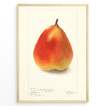 Indlæs billede til gallerivisning Vintage pear botanical illustration showing a single ripe pear in orange and yellow tones on a cream background, goden in black.
