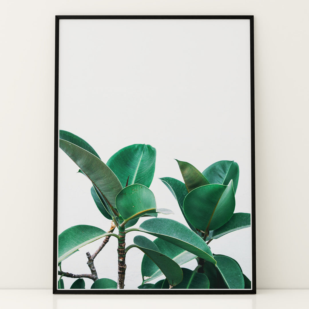 Plante plakat | Naturligt print der skaber ro | Plakat med grønne planter, botanisk kunst og naturplanter, ideel til at tilføje et organisk og livligt præg til dit hjem.