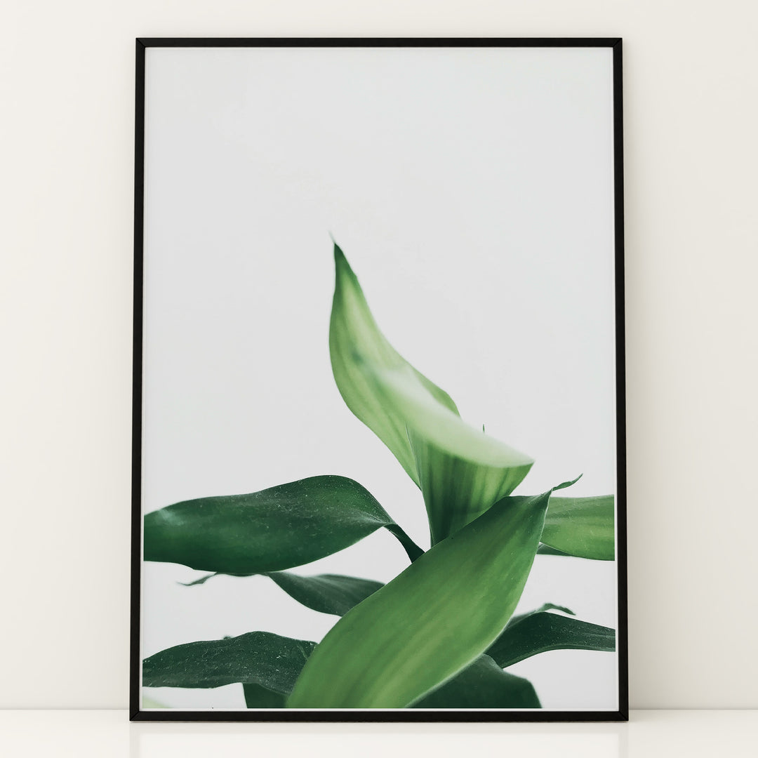 Plante print | Stilfuld plakat der lyser rummet op | Plakat med grønne planter, botanisk kunst og naturplanter, ideel til at tilføje et organisk og livligt præg til dit hjem.