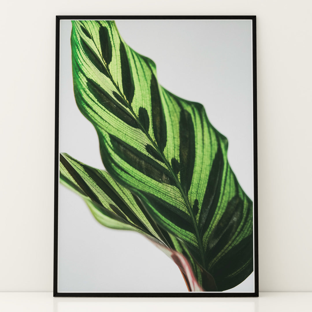 Plante plakat | Frodigt print med naturlige elementer | Plakat med grønne planter, botanisk kunst og naturplanter, ideel til at tilføje et organisk og livligt præg til dit hjem.