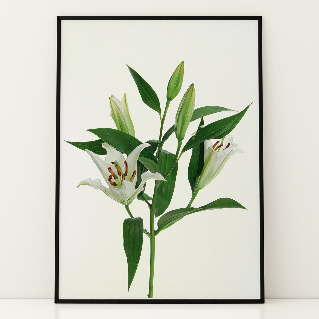 Plante print | Stilfuld plakat med grønne planter | Plakat med grønne planter, botanisk kunst og naturplanter, ideel til at tilføje et organisk og livligt præg til dit hjem.