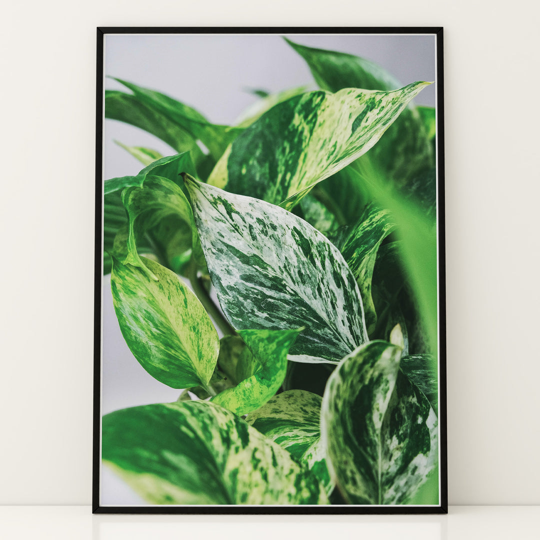 Plante print | Smuk plakat med frodige motiver | Plakat med grønne planter, botanisk kunst og naturplanter, ideel til at tilføje et organisk og livligt præg til dit hjem.