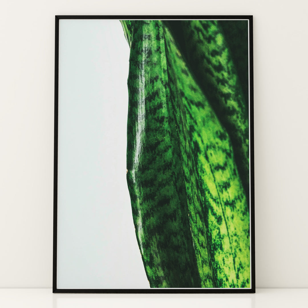 Plante plakat | Naturligt print med en moderne vinkel | Plakat med grønne planter, botanisk kunst og naturplanter, ideel til at tilføje et organisk og livligt præg til dit hjem.