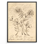 Indlæs billede til gallerivisning Framed vintage botanical sketch poster with hand-drawn flowers and cursive handwriting on an aged beige background.
