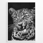 Indlæs billede til gallerivisning Fashion Plakat | Fierce Grace: Leopard in Black and White Plakaty.dk | Close-up black and white photo of a snarling leopard with intense eyes and sharp teeth

