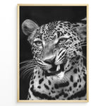 Indlæs billede til gallerivisning Fashion Plakat | Fierce Grace: Leopard in Black and White Plakaty.dk | Close-up black and white photo of a snarling leopard with intense eyes and sharp teeth
