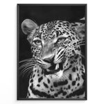 Indlæs billede til gallerivisning Fashion Plakat | Fierce Grace: Leopard in Black and White Plakaty.dk | Close-up black and white photo of a snarling leopard with intense eyes and sharp teeth
